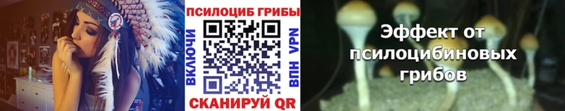 Купить где  Кумертау  Галлюциногенные грибы Psilocybe 